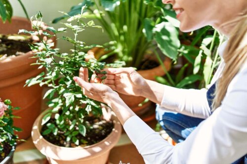 Kvinde passer en plante som en del af indretning med Feng Shui på terrassen