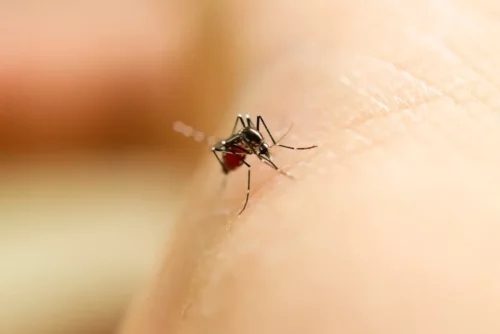 Myg sidder på hud