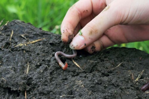Orm producerer ormehumus