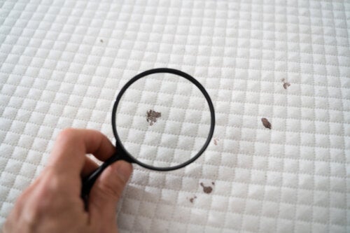 Sådan rengør du en muggen madras