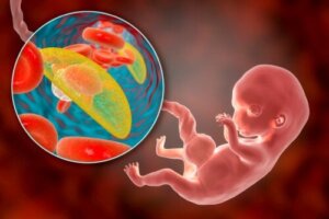 Placentas placering: Hvad betyder det i graviditeten?