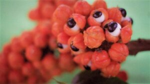 Guarana: Anvendelse, egenskaber og kontraindikationer