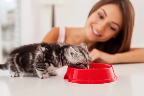 Kvinde ser på en killing, der spiser, som en del af katteterapi