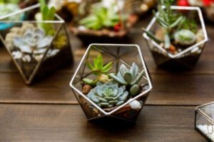 5 tips til at indrette hjemmet med miniplanter