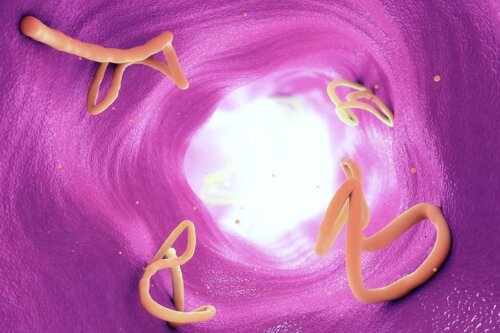 Illustration af tarmparasitter