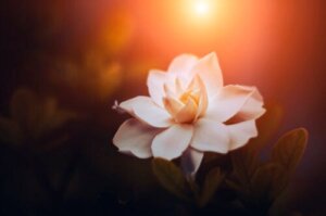 7 typer af gardenia og deres karakteristika