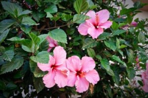 Hawaiiblomst til hårpleje: Har det nogen fordele?