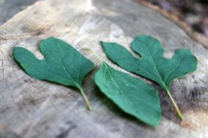 Sassafraste: Alt du bør vide, før du prøver det