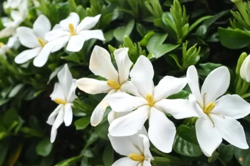 Hvid gardenia er eksempel på typer af gardenia