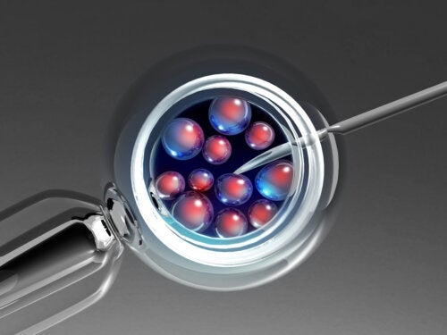Embryooverførsel: Hvordan og hvorfor udføres det?