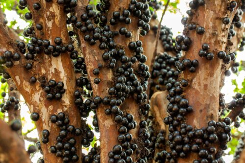 Jabuticaba på træ