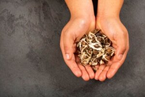 Hjælper moringafrø med at opnå vægttab?