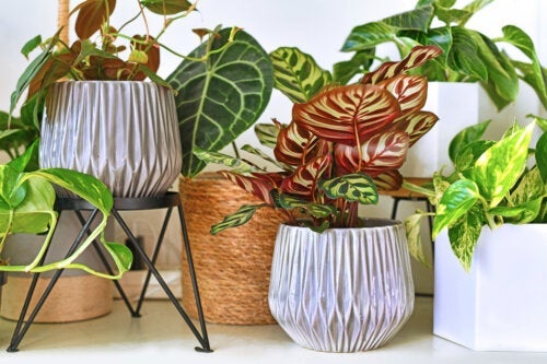 7 indendørs tropiske planter til at dekorere dit hjem med