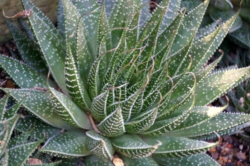 Aloe Pratensis: Karakteristika og tips til pleje