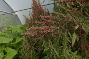 Hvad er gåsefod, og hvad er dets fordele?