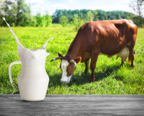 En ko og en kande mælk
