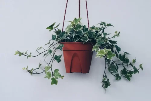 Plante i hængende potte