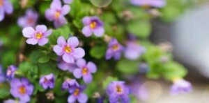 Bacopa: En plante, der kan gavne din hukommelse