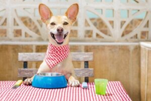 Rengør du din hunds foderskål tilstrækkeligt?