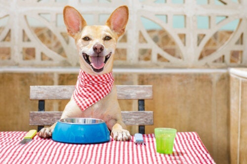 Rengør du din hunds foderskål tilstrækkeligt?