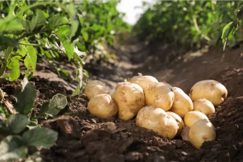 Kartofler på en mark