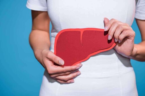 Kvinde med model af leveren