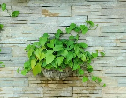 Plante hænger på væg
