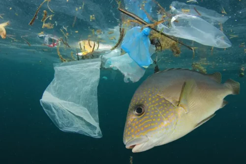 Plastikposer i havet viser problemet med engangsplast