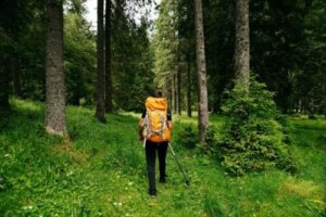 Shinrin Yoku eller skovbadning: Hvad er fordelene?