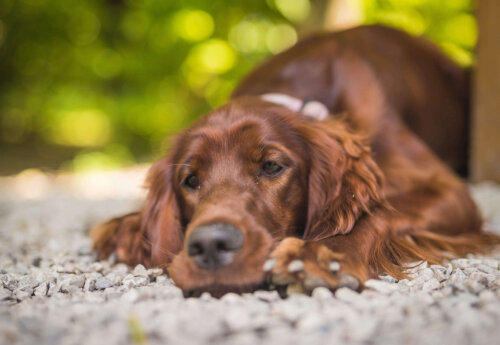Trist hund ligger ned