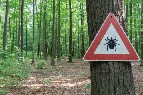 Skilt advarer om flåter i en skov