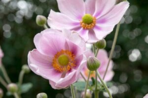 10 haveplanter, der blomstrer om efteråret