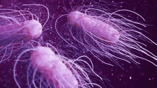 Illustration af bakterier