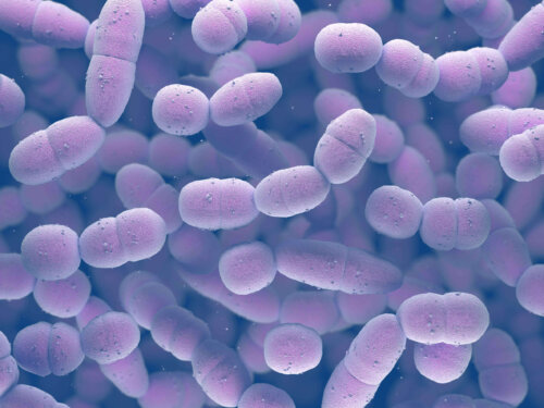 Illustration af bakterier