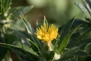 Korbendikt: Egenskaber og anbefalinger til brug