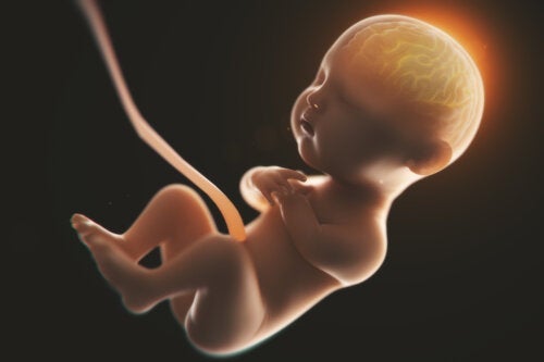 Alkoholindtagelse under graviditeten kan ændre formen på babyens hjerne