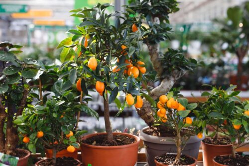 Det kinesiske appelsintræ
