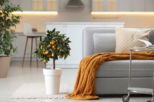 Det kinesiske appelsintræ eller kumquat: Ideelt til at dekorere dit hjem