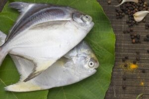 Havbrasen: En fisk med et rigt indhold af protein