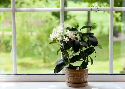 En plante i en vindueskarm