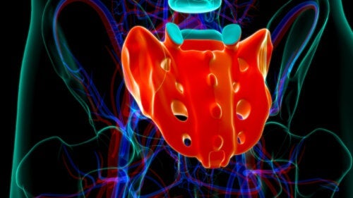 Hvad er sakralnerverne?