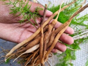 Shatavari: Den ayurvediske plante til kvinders sundhed
