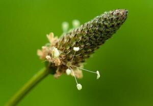 Hvordan man bruger vejbred: En gammel urt