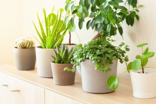 8 lykkebringende planter ifølge Feng Shui