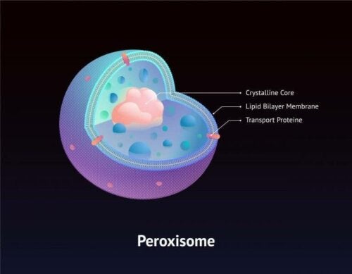 Hvad du skal vide om Zellwegers syndrom