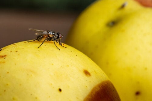 7 tips til at eliminere frugtfluer