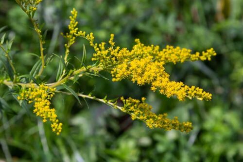 Gyldenris i sin naturlige form