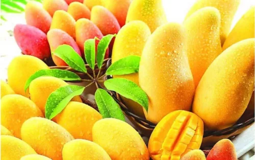 Friske mangoer