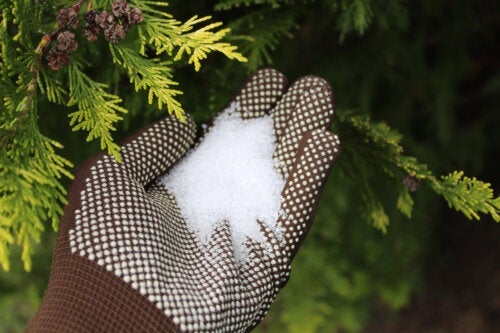10 måder at bruge Epsom salt på i haven