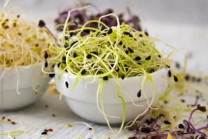 Sådan kan du dyrke spirer derhjemme